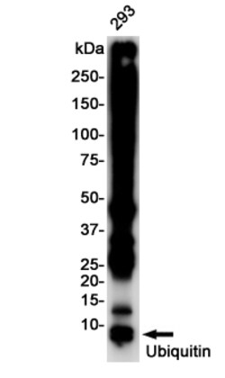 Invitrogen Ubiquitin B Recombinant Rabbit Monoclonal Antibody (K01_2J77) 50 &mu;L | Buy Online | Invitrogen&trade; | Fisher Scientific