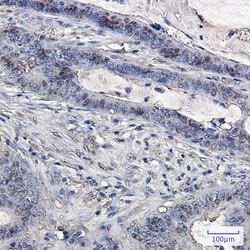 Invitrogen&trade;&nbsp;Ubiquitin B Recombinant Rabbit Monoclonal Antibody (K01_2J78)