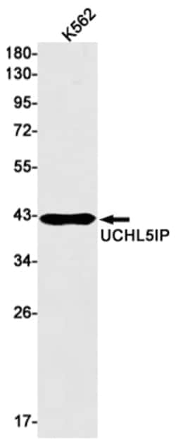 Invitrogen HAUS7 Recombinant Rabbit Monoclonal Antibody (K01_2J80) 100 &mu;L | Buy Online | Invitrogen&trade; | Fisher Scientific