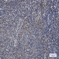 Invitrogen&trade;&nbsp;UFC1 Recombinant Rabbit Monoclonal Antibody (K01_2J81)