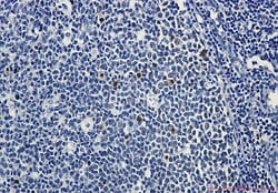 Invitrogen&trade;&nbsp;Phospho-Myb (Ser11) Recombinant Rabbit Monoclonal Antibody (K01_2K06)