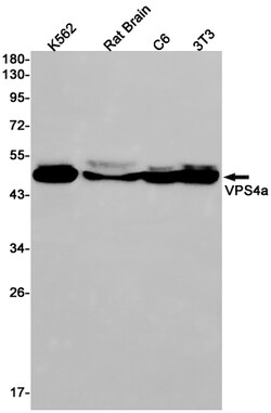 Invitrogen VPS4A Recombinant Rabbit Monoclonal Antibody (K01_2K09) 50 &mu;L | Buy Online | Invitrogen&trade; | Fisher Scientific