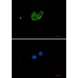 Invitrogen Zyxin Recombinant Rabbit Monoclonal Antibody (K01_2K31) 100 &mu;L | Buy Online | Invitrogen&trade; | Fisher Scientific