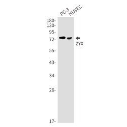 Invitrogen Zyxin Recombinant Rabbit Monoclonal Antibody (K01_2K31) 100 &mu;L | Buy Online | Invitrogen&trade; | Fisher Scientific