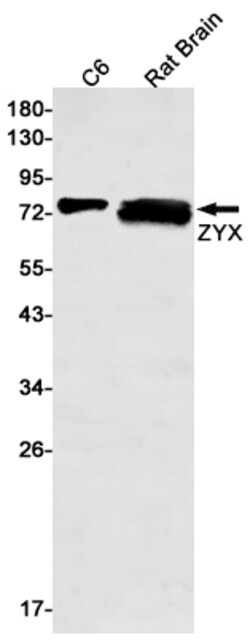 Invitrogen Zyxin Recombinant Rabbit Monoclonal Antibody (K01_2K31) 100 &mu;L | Buy Online | Invitrogen&trade; | Fisher Scientific