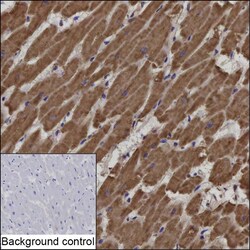 Invitrogen NDUFB1 Recombinant Rabbit Monoclonal Antibody (K01_2K51) 100 &mu;L | Buy Online | Invitrogen&trade; | Fisher Scientific