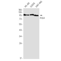 Invitrogen FIG4 Recombinant Rabbit Monoclonal Antibody (K01_2K55) 100 &mu;L | Buy Online | Invitrogen&trade; | Fisher Scientific