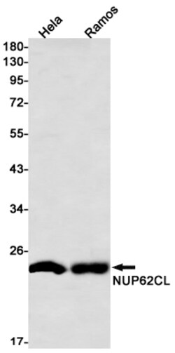 Invitrogen NUP62CL Recombinant Rabbit Monoclonal Antibody (K01_2K66) 100 &mu;L | Buy Online | Invitrogen&trade; | Fisher Scientific