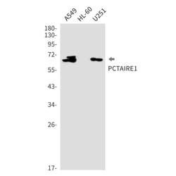 Invitrogen PCTAIRE1 Recombinant Rabbit Monoclonal Antibody (K01_2K72) 50 &mu;L | Buy Online | Invitrogen&trade; | Fisher Scientific
