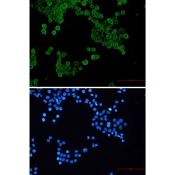 Invitrogen Phospho-AMPK alpha-1 (Ser496) Recombinant Rabbit Monoclonal Antibody (K01_2K77) 100 &mu;L | Buy Online | Invitrogen&trade; | Fisher Scientific