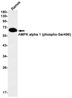 Invitrogen Phospho-AMPK alpha-1 (Ser496) Recombinant Rabbit Monoclonal Antibody (K01_2K77) 100 &mu;L | Buy Online | Invitrogen&trade; | Fisher Scientific