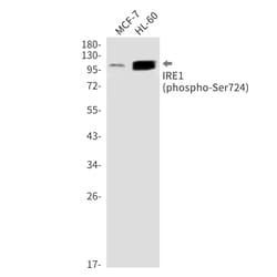 Invitrogen Phospho-IRE1 alpha (Ser724) Recombinant Rabbit Monoclonal Antibody (K01_2K97) 100 &mu;L | Buy Online | Invitrogen&trade; | Fisher Scientific