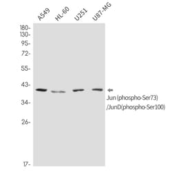 Invitrogen Phospho-C-Jun/D-Jun (Ser73, Ser100) Recombinant Rabbit Monoclonal Antibody (K01_2K98) 50 &mu;L | Buy Online | Invitrogen&trade; | Fisher Scientific