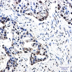 Invitrogen Phospho-NPM1 (Thr199) Recombinant Rabbit Monoclonal Antibody (K01_2L04) 100 &mu;L | Buy Online | Invitrogen&trade; | Fisher Scientific