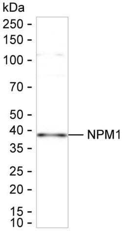 Invitrogen Phospho-NPM1 (Thr199) Recombinant Rabbit Monoclonal Antibody (K01_2L04) 100 &mu;L | Buy Online | Invitrogen&trade; | Fisher Scientific