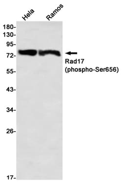 Invitrogen Phospho-RAD17 (Ser656) Recombinant Rabbit Monoclonal Antibody (K01_2L11) 100 &mu;L | Buy Online | Invitrogen&trade; | Fisher Scientific