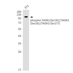 Invitrogen Phospho-TAOK1/TAOK2/TAOK3 (Ser181, Ser177) Recombinant Rabbit Monoclonal Antibody (K01_2L19) 50 &mu;L | Buy Online | Invitrogen&trade; | Fisher Scientific
