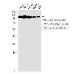 Invitrogen Phospho-TAOK1/TAOK2/TAOK3 (Ser181, Ser177) Recombinant Rabbit Monoclonal Antibody (K01_2L19) 50 &mu;L | Buy Online | Invitrogen&trade; | Fisher Scientific
