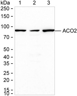 Invitrogen Aconitase 2 Recombinant Rabbit Monoclonal Antibody (K01_2L26) 100 &mu;L | Buy Online | Invitrogen&trade; | Fisher Scientific