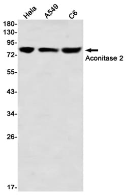 Invitrogen Aconitase 2 Recombinant Rabbit Monoclonal Antibody (K01_2L26) 100 &mu;L | Buy Online | Invitrogen&trade; | Fisher Scientific