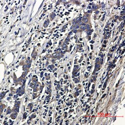 Invitrogen ACTR1B Recombinant Rabbit Monoclonal Antibody (K01_2L30) 100 &mu;L | Buy Online | Invitrogen&trade; | Fisher Scientific
