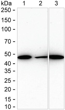 Invitrogen ACTR1B Recombinant Rabbit Monoclonal Antibody (K01_2L30) 100 &mu;L | Buy Online | Invitrogen&trade; | Fisher Scientific