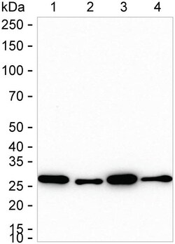 Invitrogen Adenylate Kinase 2 Recombinant Rabbit Monoclonal Antibody (K01_2L32) 100 &mu;L | Buy Online | Invitrogen&trade; | Fisher Scientific