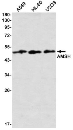 Invitrogen STAMBP Recombinant Rabbit Monoclonal Antibody (K01_2L38) 50 &mu;L | Buy Online | Invitrogen&trade; | Fisher Scientific