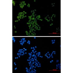 Invitrogen&trade;&nbsp;AP2 gamma Recombinant Rabbit Monoclonal Antibody (K01_2L40)