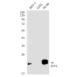 Invitrogen ATF3 Recombinant Rabbit Monoclonal Antibody (K01_2L45) 100 &mu;L | Buy Online | Invitrogen&trade; | Fisher Scientific