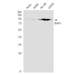 Invitrogen BAP1 Recombinant Rabbit Monoclonal Antibody (K01_2L49) 100 &mu;L | Buy Online | Invitrogen&trade; | Fisher Scientific