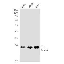 Invitrogen BID Recombinant Rabbit Monoclonal Antibody (K01_2L56) 100 &mu;L | Buy Online | Invitrogen&trade; | Fisher Scientific