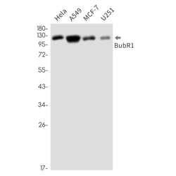 Invitrogen BUBR1 Recombinant Rabbit Monoclonal Antibody (K01_2L59) 100 &mu;L | Buy Online | Invitrogen&trade; | Fisher Scientific