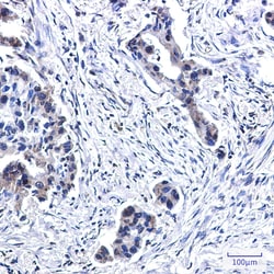 Invitrogen BUBR1 Recombinant Rabbit Monoclonal Antibody (K01_2L60) 100 &mu;L | Buy Online | Invitrogen&trade; | Fisher Scientific