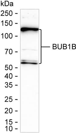 Invitrogen BUBR1 Recombinant Rabbit Monoclonal Antibody (K01_2L60) 100 &mu;L | Buy Online | Invitrogen&trade; | Fisher Scientific