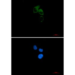 Invitrogen CEP55 Recombinant Rabbit Monoclonal Antibody (K01_2L83) 100 &mu;L | Buy Online | Invitrogen&trade; | Fisher Scientific