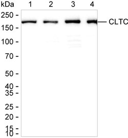 Invitrogen Clathrin Heavy Chain Recombinant Rabbit Monoclonal Antibody (K01_2L86) 100 &mu;L | Buy Online | Invitrogen&trade; | Fisher Scientific