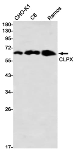 Invitrogen CLPX Recombinant Rabbit Monoclonal Antibody (K01_2L89) 50 &mu;L | Buy Online | Invitrogen&trade; | Fisher Scientific