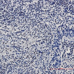 Invitrogen CtBP1 Recombinant Rabbit Monoclonal Antibody (K01_2L97) 100 &mu;L | Buy Online | Invitrogen&trade; | Fisher Scientific