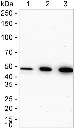 Invitrogen CtBP1 Recombinant Rabbit Monoclonal Antibody (K01_2L97) 100 &mu;L | Buy Online | Invitrogen&trade; | Fisher Scientific