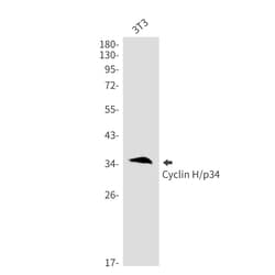 Invitrogen Cyclin H Recombinant Rabbit Monoclonal Antibody (K01_2M03) 100 &mu;L | Buy Online | Invitrogen&trade; | Fisher Scientific