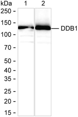 Invitrogen DDB1 Recombinant Rabbit Monoclonal Antibody (K01_2M09):Antibodies:Primary