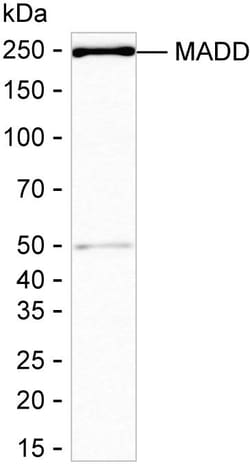 Invitrogen MADD Recombinant Rabbit Monoclonal Antibody (K01_2M10) 100 &mu;L | Buy Online | Invitrogen&trade; | Fisher Scientific