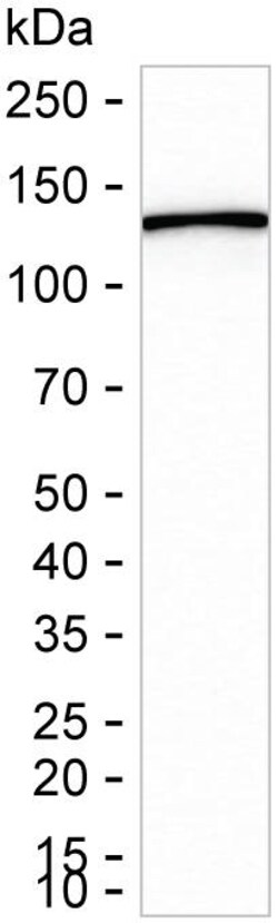Invitrogen KIF11 Recombinant Rabbit Monoclonal Antibody (K01_2M24) 100 &mu;L | Buy Online | Invitrogen&trade; | Fisher Scientific