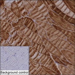Invitrogen FHL1 Recombinant Rabbit Monoclonal Antibody (K01_2M41) 100 &mu;L | Buy Online | Invitrogen&trade; | Fisher Scientific