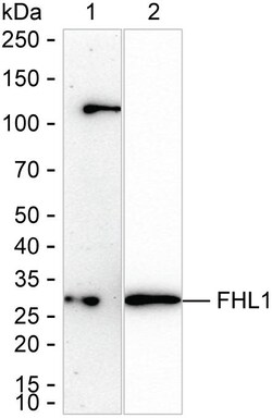 Invitrogen FHL1 Recombinant Rabbit Monoclonal Antibody (K01_2M41) 100 &mu;L | Buy Online | Invitrogen&trade; | Fisher Scientific