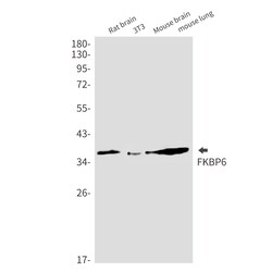Invitrogen FKBP6 Recombinant Rabbit Monoclonal Antibody (K01_2M43) 100 &mu;L | Buy Online | Invitrogen&trade; | Fisher Scientific
