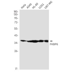 Invitrogen FKBP6 Recombinant Rabbit Monoclonal Antibody (K01_2M43) 100 &mu;L | Buy Online | Invitrogen&trade; | Fisher Scientific