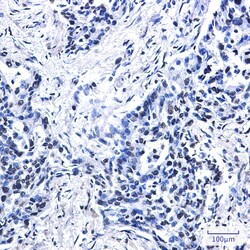 Invitrogen Histone H2A.X Recombinant Rabbit Monoclonal Antibody (K01_2M71) 100 &mu;L | Buy Online | Invitrogen&trade; | Fisher Scientific