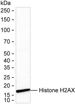 Invitrogen Histone H2A.X Recombinant Rabbit Monoclonal Antibody (K01_2M71) 100 &mu;L | Buy Online | Invitrogen&trade; | Fisher Scientific